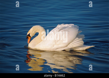 Cigno (Cygnus olor) - piscina - Francia - nativo di Eurasia Foto Stock