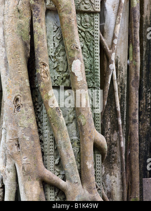 Rovine e jungle liane a Beng Mealea tempio, Cambogia Foto Stock