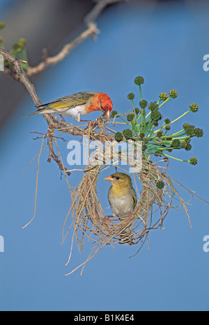 Red-headed Weaverbirds (Anaplecpes rubriceps)Zimbabwe Africa - maschio e femmina Foto Stock