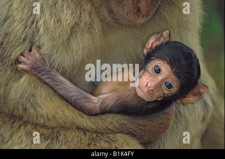 Barbary Macaque (Macaca sylvanus) Gibralter - Madre e giovani - IUCN vulnerabili Foto Stock