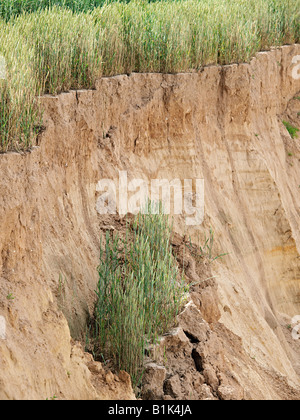 Raccolto di cereale coltivato vicino alla sabbia morbida cliff edge e slittamento a spiaggia sottostante happisburgh norfolk England Regno Unito Foto Stock