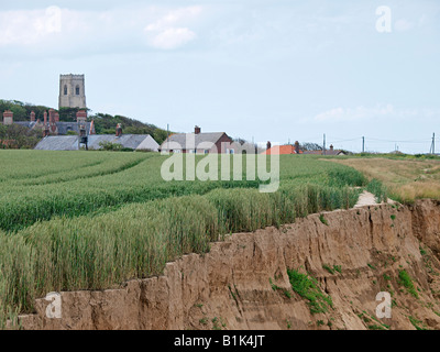 Raccolto di cereale coltivato vicino alla sabbia morbida cliff edge e slittamento a spiaggia sottostante happisburgh norfolk England Regno Unito Foto Stock