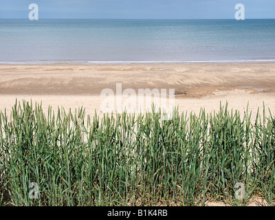 Raccolto di cereale coltivato vicino alla sabbia soffice bordo scogliera con spiaggia e mare del Nord dietro happisburgh norfolk England Regno Unito Foto Stock