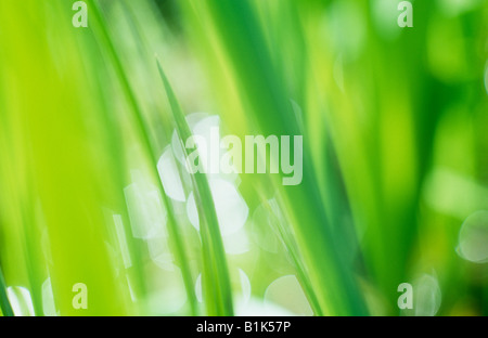 Impressionistica close up retroilluminato verde fresco foglie piatte di iris gialla con defocussed blob di luce sull'acqua dietro Foto Stock