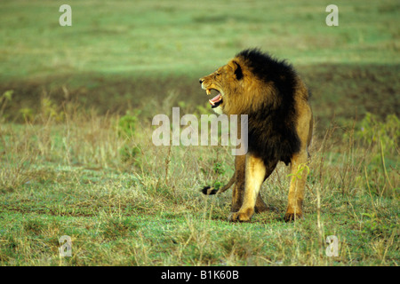 African Lion Panthera leo con un nero mane in piedi e profumare l'aria nel cratere di Ngorongoro Foto Stock