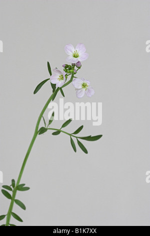 Il cuculo fiore o Lady's smock cardamine pratensis Foto Stock