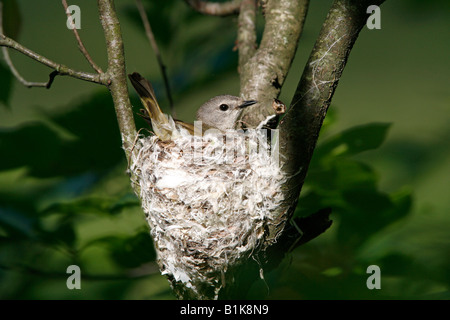 Femmina Redstart americano sul nido Foto Stock