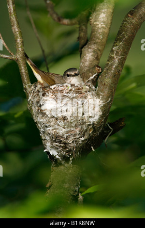 Femmina Redstart americano arroccato su Nest - Verticale Foto Stock