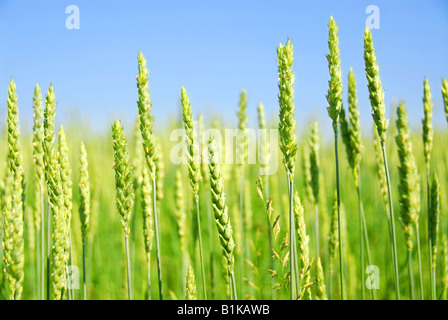 Verde grano di giovani che cresce in un campo di fattoria Foto Stock