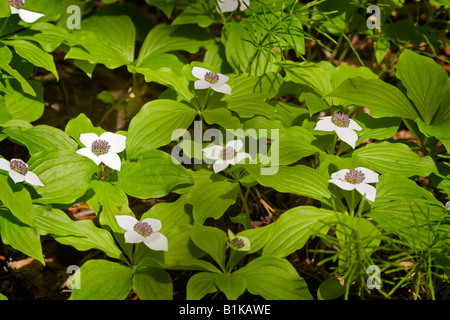 Bunchberry, cornus canadensis Foto Stock