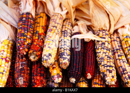 Pila di mais sul mercato degli agricoltori in autunno Foto Stock