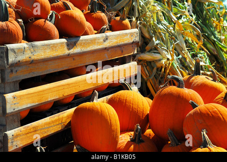 Zucche arancione in casse di legno e il granoturco secco al mercato degli agricoltori in autunno Foto Stock