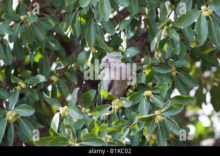 Grigio Lourie o andare lontano Bird - Corythaixoides concolor sulla struttura Marula con frutta Marula Foto Stock