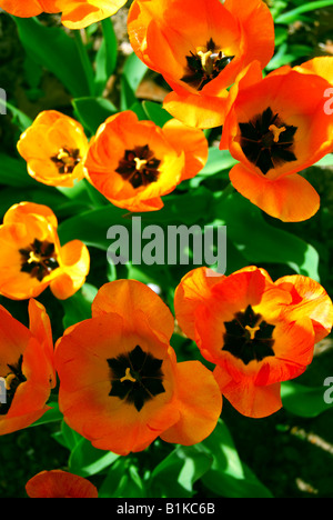 Arancio brillante primavera tulipani vista dall'alto Foto Stock