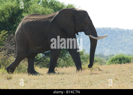 Vista laterale di un grande tusker al Kruger NP, Sud Africa, Foto Stock