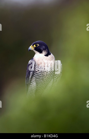 Peregrine Falco peregrinus maschio Foto Stock