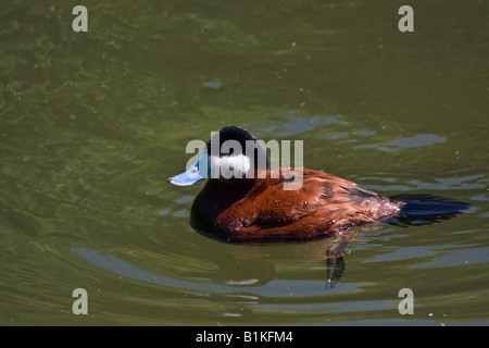 Maschio anatra Ruddy Duck Oxyura jamaicensis uccello nel paesaggio acquatico ad alta risoluzione Foto Stock