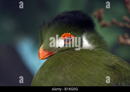 Turaco Tauraco leucotis dalle guance bianche primo piano di immagini di uccelli esotici verdi immagini grandi orizzontali ad alta risoluzione nello ZOO Ohio USA ad alta risoluzione Foto Stock