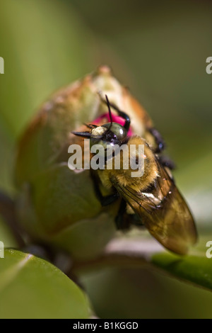 Bumble Bee seduto su un fiore di bocciolo di rododendro primo piano immagini foto fotografia formato verticale in USA US ad alta risoluzione Foto Stock