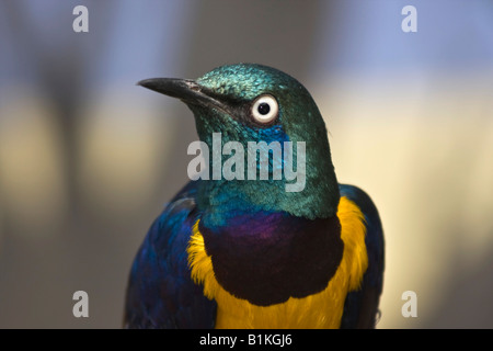 The Golden Breasted Starling Cosmopsarus regius Royal un uccello esotico grandi immagini ad alta risoluzione immagini foto orizzontali negli Stati Uniti ad alta risoluzione Foto Stock