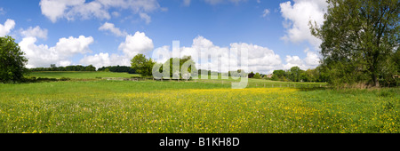 Un prato pieno di renoncules vicino al villaggio Costwold di Upper Slaughter, Gloucestershire Foto Stock