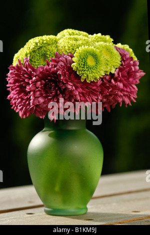 Fiori di crisantemi nel vaso su sfondo sfocato verde sfocato sfocato ritaglio isolato nessuno verticale negli Stati Uniti ad alta risoluzione Foto Stock