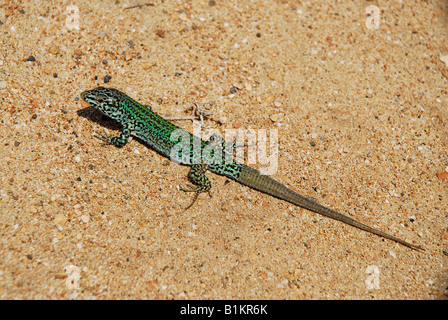 Pitiusas piccola lucertola FORMENTERA Isole Baleari Spagna Foto Stock