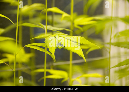 Giovani piante di cannabis o canapa che crescono attraverso una rete di sostegno al trellis. Foto Stock
