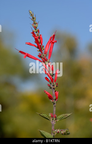 Salvia (Salvia rutilans), varietà: Ananas Scarlet, fioritura Foto Stock