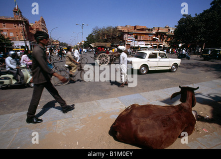 Jaipur India mucca nel centro della città Scene di strada Foto Stock
