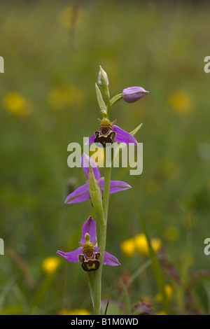 Bee orchid a Sevenoaks, Kent, Regno Unito Foto Stock