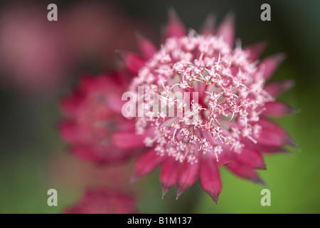 Astrantia grandi 'Hadspen sangue' close up del fiore. Foto Stock