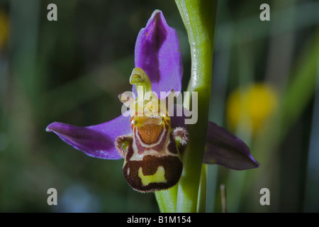 Bee orchid a Sevenoaks, Kent, Regno Unito Foto Stock