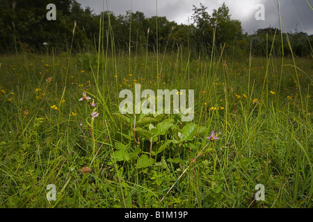 Bee orchid a Sevenoaks, Kent, Regno Unito Foto Stock