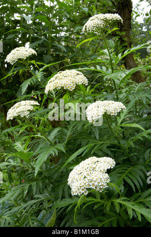 Achillea grandifolia in fiore Foto Stock