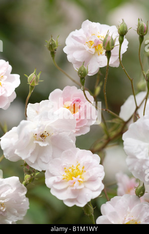 Fiori di colore rosa rosa ofClimbing Paul's Himalayan Musk. Con i nuovi germogli in shot Foto Stock