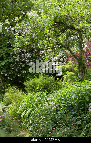 Confine densa in un giardino cottage con rambling rosa, pauls Himalayan Musk Foto Stock