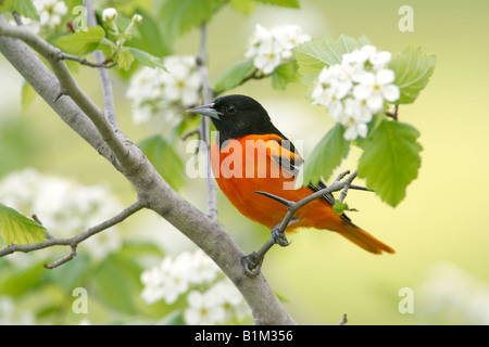 Baltimore Rigogolo appollaiato in Hawthorn Blossoms Foto Stock