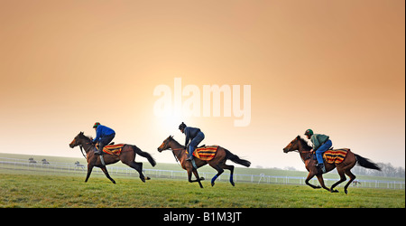 La formazione delle corse ippiche all'galoppa Newmarket UK Foto Stock