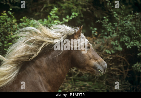 Foresta nera cavallo - Ritratto Foto Stock