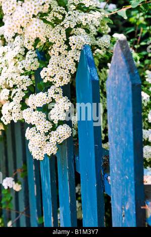 Blue Picket Fence con fioritura ghirlanda nuziale arbusto Foto Stock