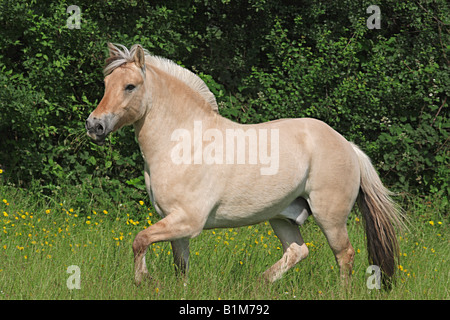 Fiordo norvegese cavallo - camminando sul prato Foto Stock