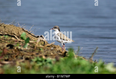 I capretti rosso-impastare Beccaccia (Erythrogonys cinctus) in riva al lago di pastore Parco regionale a Perth, Western Australia Foto Stock