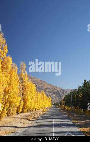 Pearson Road e autunno sugli alberi di pioppo vicino a Cromwell Central Otago Isola del Sud della Nuova Zelanda Foto Stock