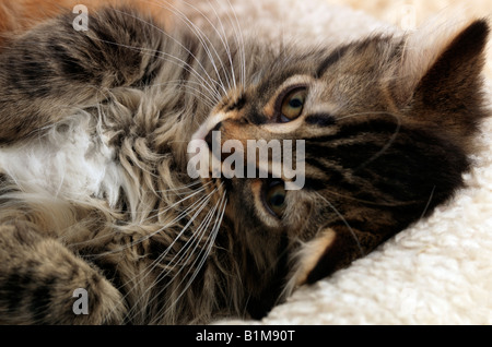 Tabby Kitten di età compresa tra 9 settimane Foto Stock