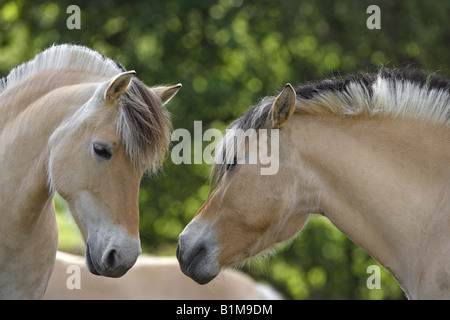 Due fiordi norvegesi cavalli - Ritratto Foto Stock