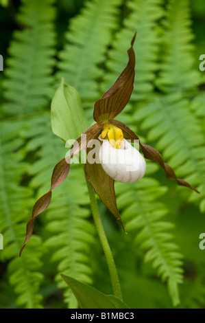 Mountain Pianella della Madonna orchidee, (Cypripedium montanum) Selvatica, Est Le Cascade Mountains, nello Stato di Washington, USA Foto Stock