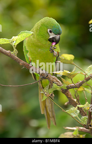 Hahn's macaw Diopsittaca nobilis Foto Stock