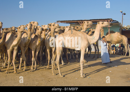 Mandrie di cammelli a Birqash mercato di cammelli vicino al Cairo in Egitto Foto Stock