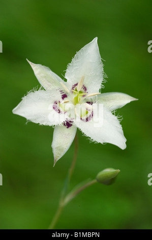 Lyall La Mariposa Lily o occhi di gatto (Calochortus lyallii) Selvatica, Methow Valley, Washington Foto Stock